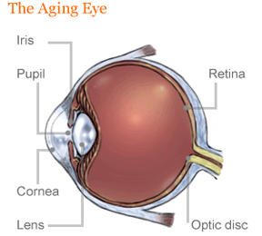 The Aging Eye: See into Your Future The Aging Eye: See into Your Future