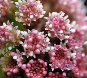 How to Relieve Nasal Congestion? Try Butterbur Extract How to Relieve Nasal Congestion? Try Butterbur Extract