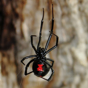 black widow spider