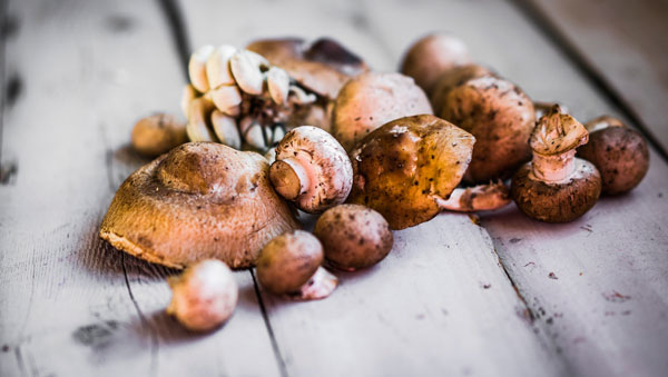 Mushroom Magic Mushroom Magic