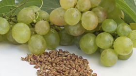 Can Grape Seed Extract Help Treat Prostate Cancer?