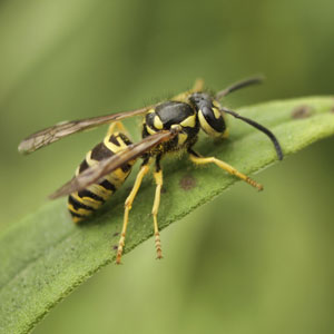 yellow jacket