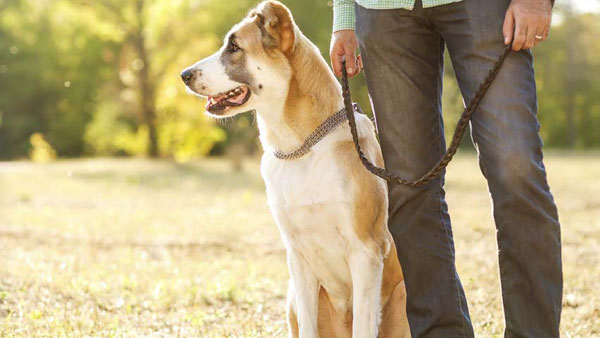 Why Your Dog Is Your Best Walking Partner